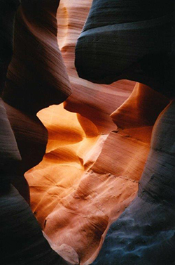 antelope